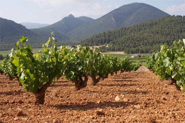 A hidden gem in Murcia, Spain – Monastrell - Vindulge