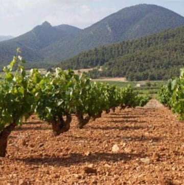 Vines at Monastrella vineyards