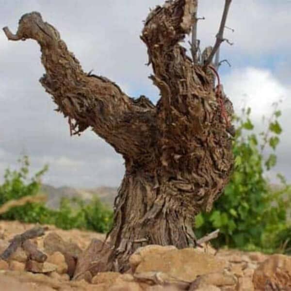 Murcia Spain