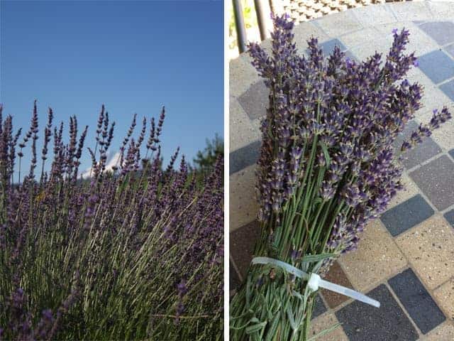Hood River Lavender Farm Bouquet