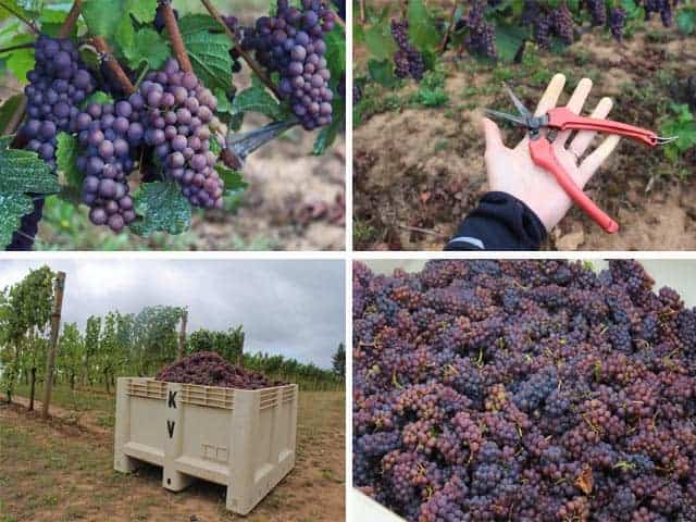Harvest at Kramer Vineyards