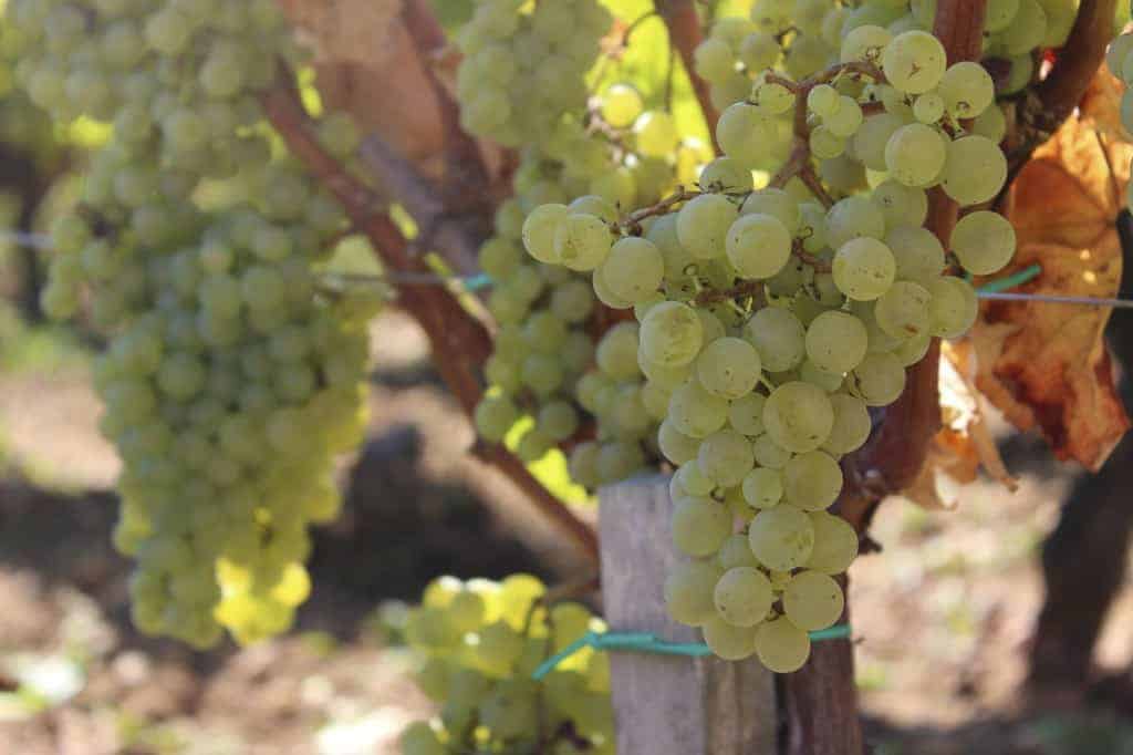 Sémillon grapes before botrytis