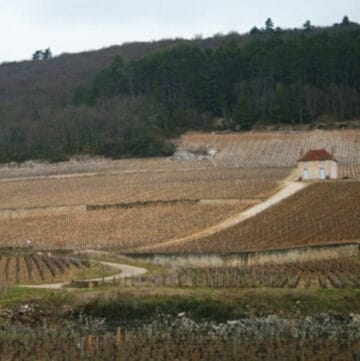 Vineyard in Burgundy