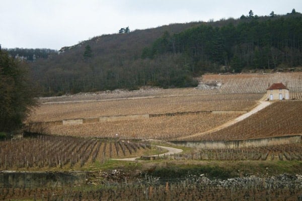 Vineyard-in-Burgundy