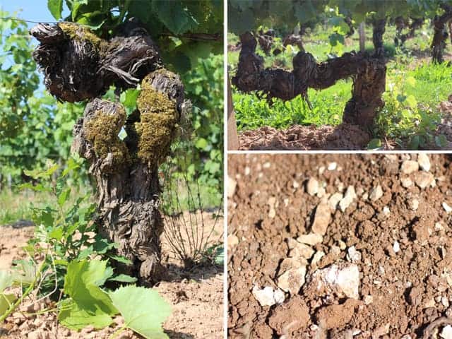 Vines and Vineyards in Cahors