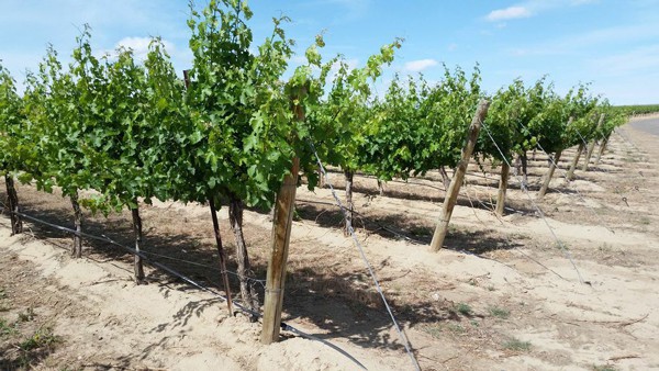 Vineyards at McKinley Springs Winery