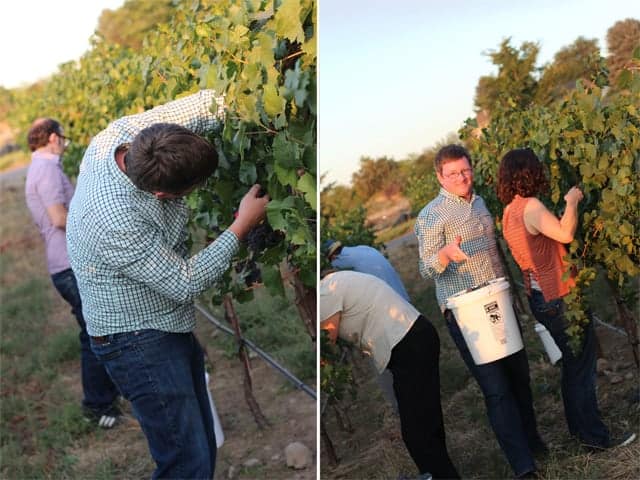 Picking grapes at Mercer Vineyards