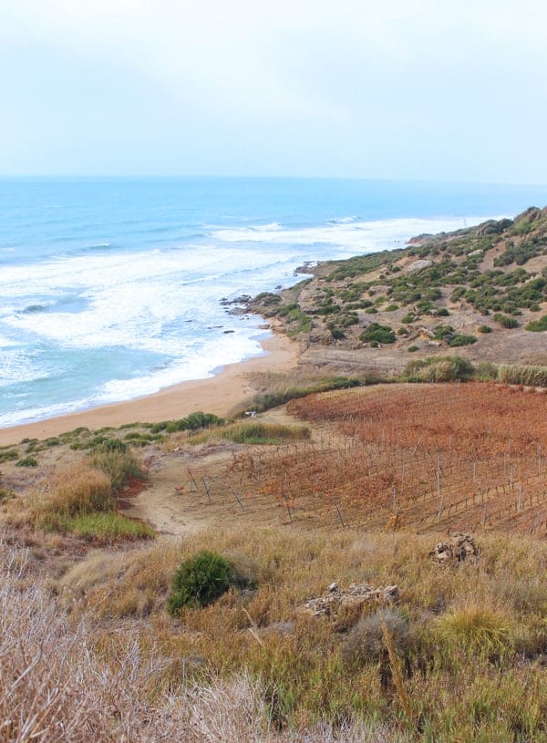 Seaside Vineyard in Sicily, Italy