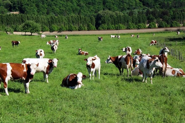 Montbéliarde Cows