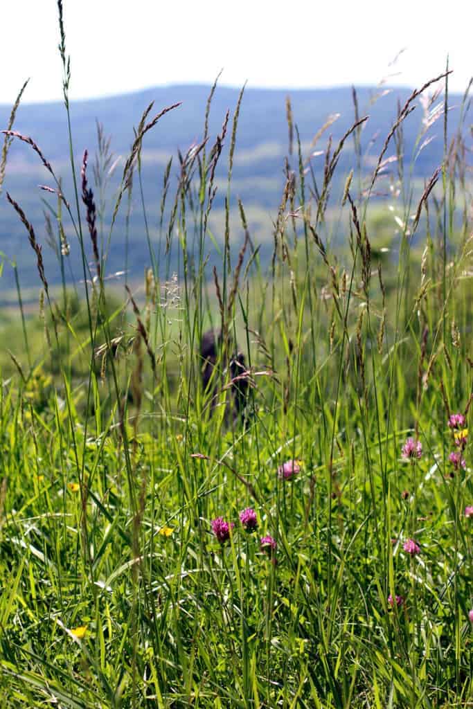 Pastures in Comté cheese production