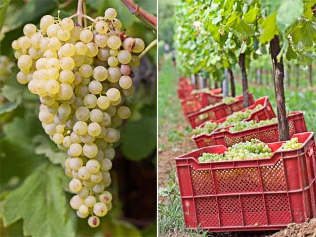 Harvest at Masottina Winery