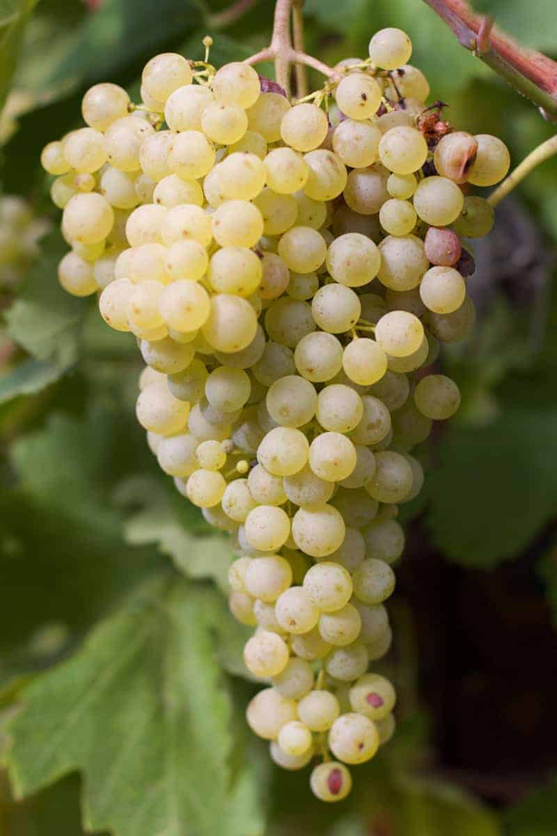 Glera grapes. Used for the production of Prosecco