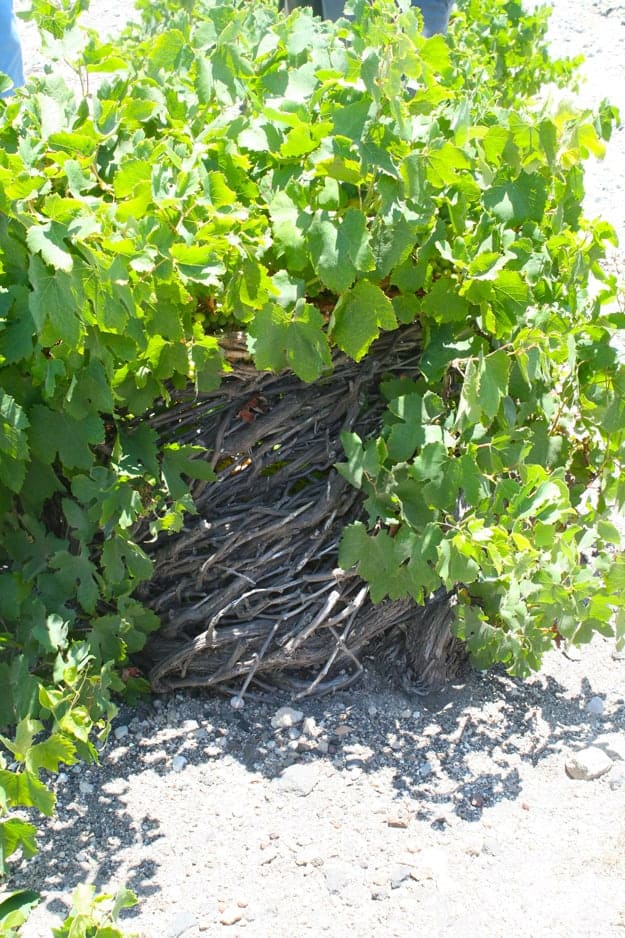 old-vine-many-rings