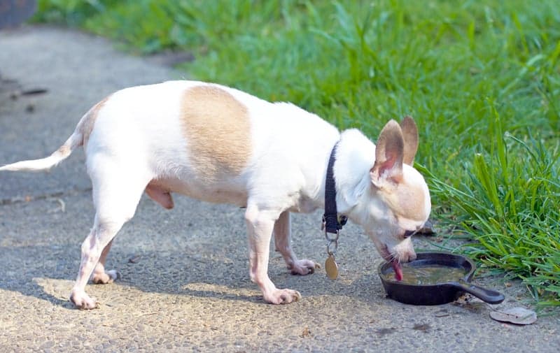 Uses for a Miniature Lodge Cast Iron Skillet -- Dog Bowl for your Teeny Tiny Dog