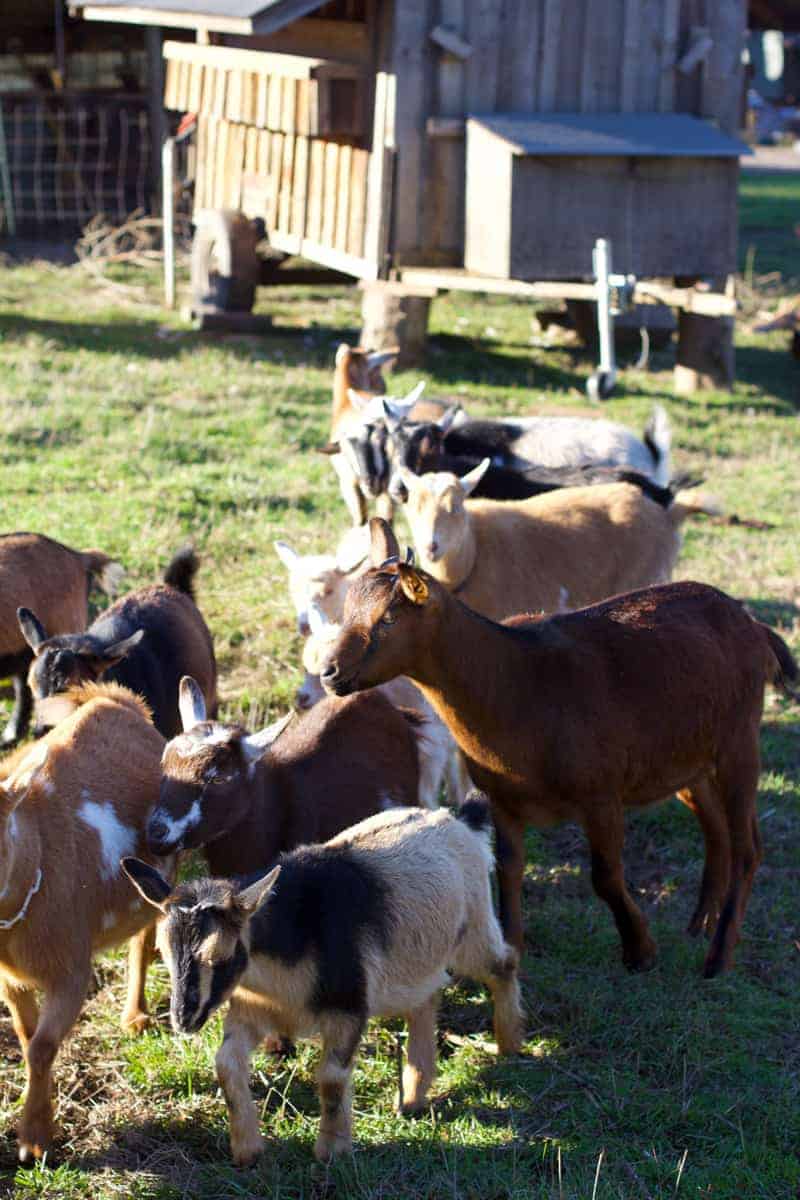 Farm-animals-at-Soter-Vineyards