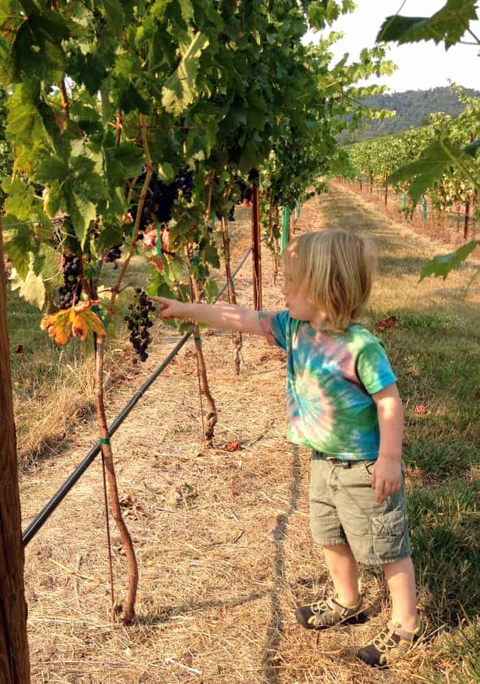 Tasting-Tempranillo-Grapes-at-Abacela