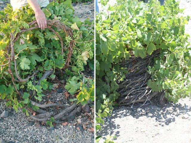 Basket vines side by side