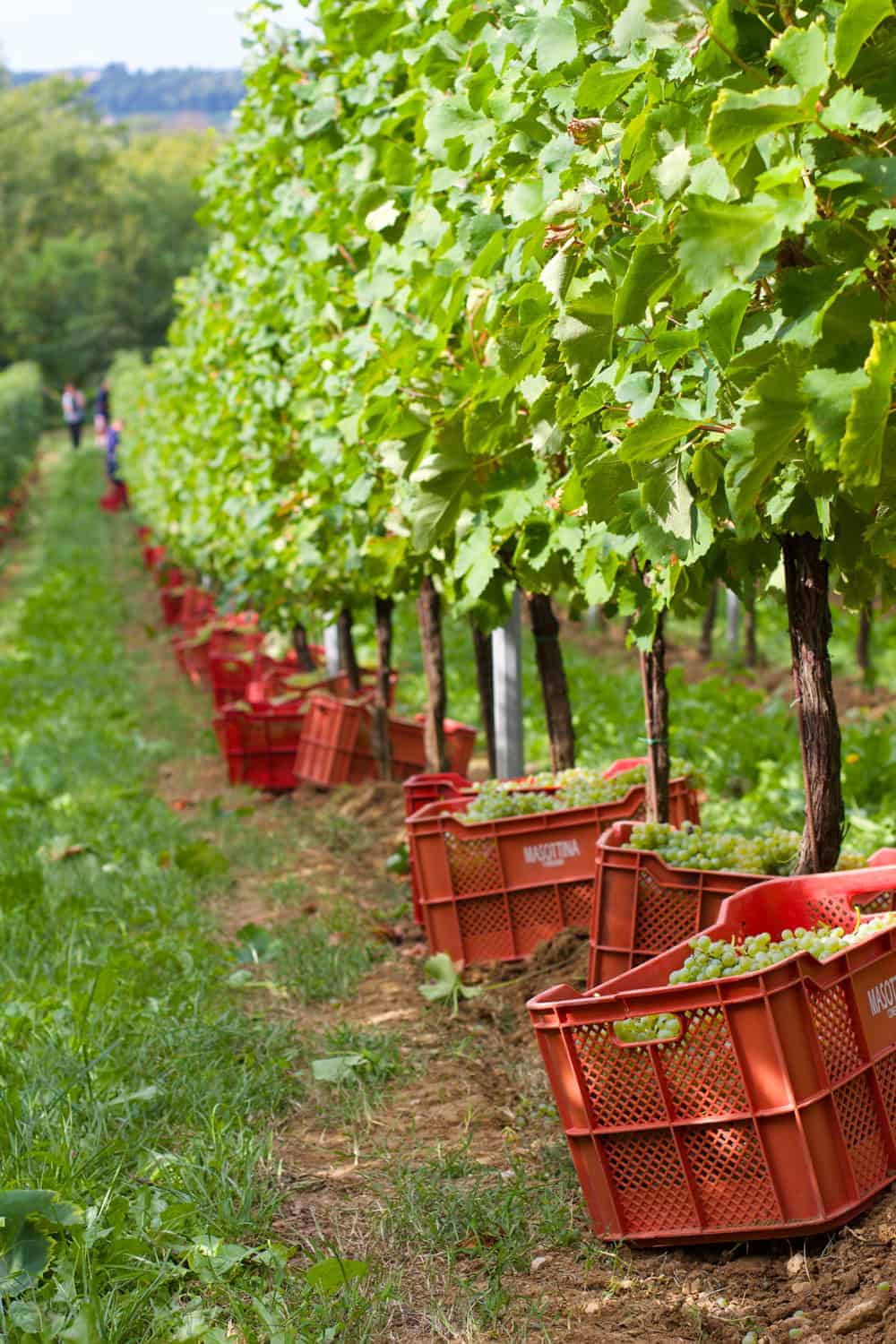 Harvest in Prosecco