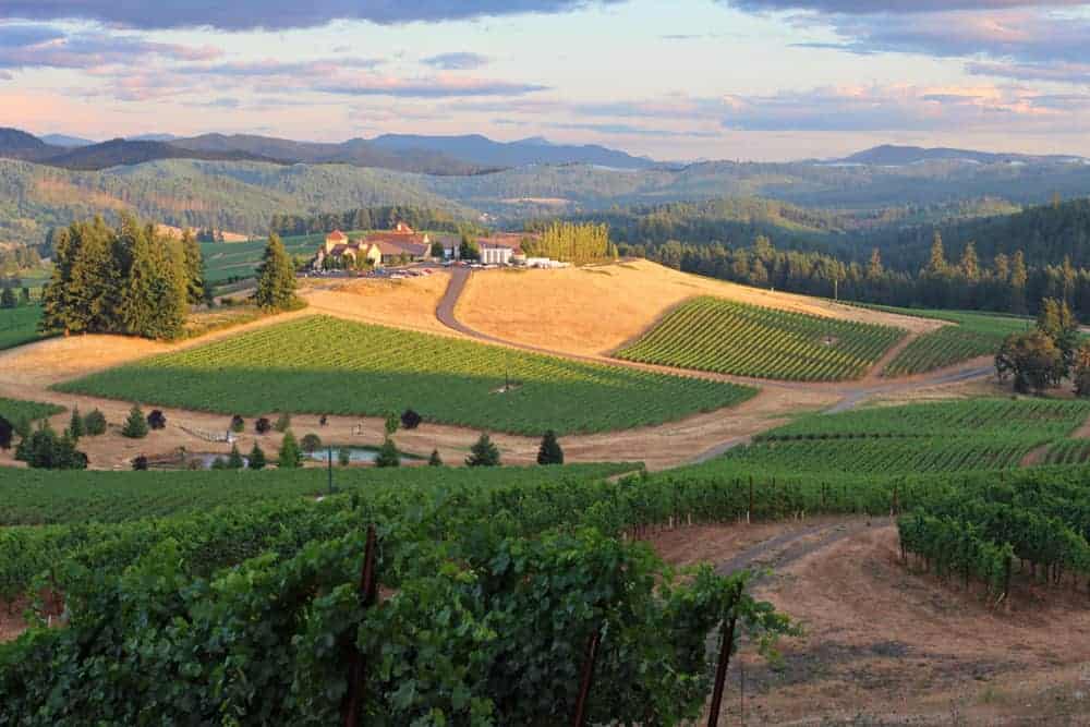 Vineyard in Oregon