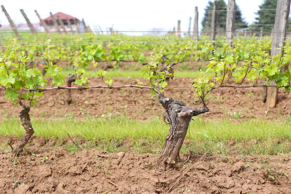 Estate Vineyard at Brooks Winery