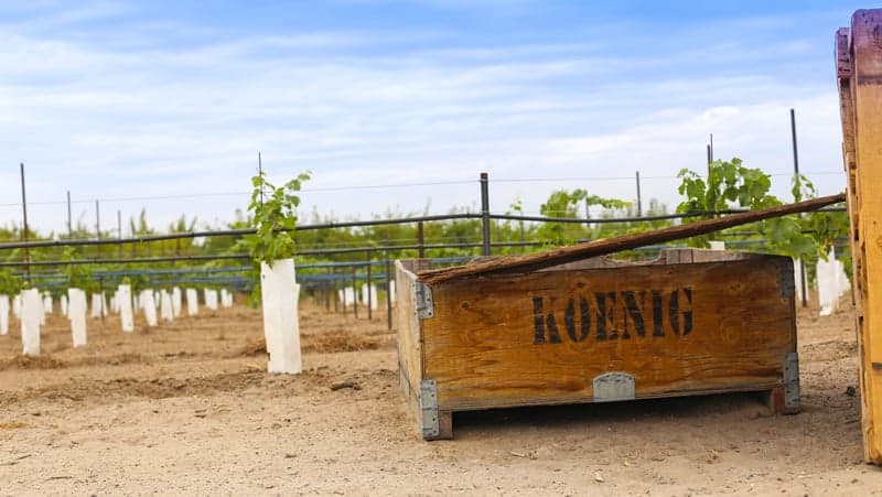 Koenig Vineyard, Idaho