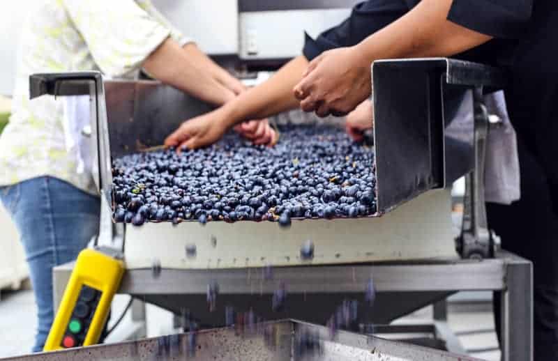 Harvest time in Idaho Wine Country