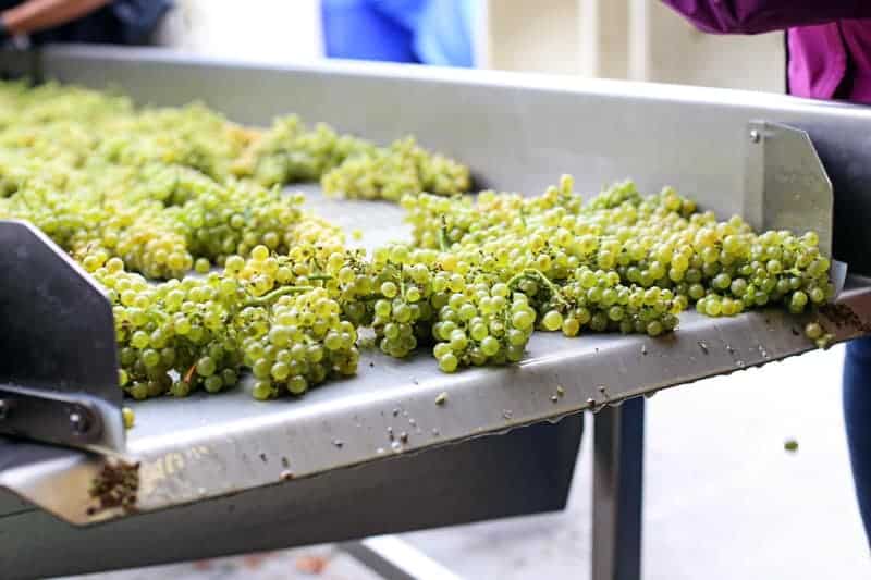 white wine grapes on a sorting table