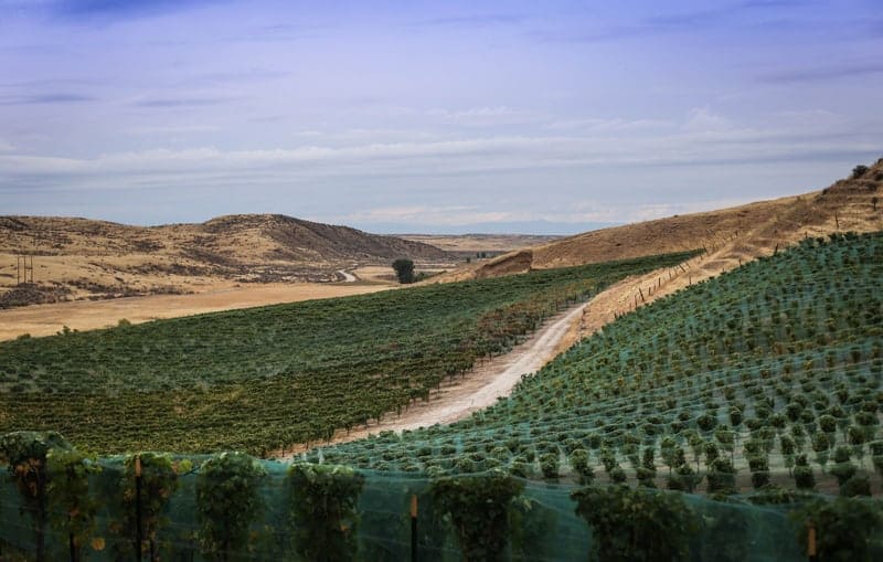 Vineyards in Idaho