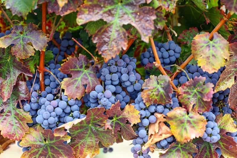 Ripe Wine Grapes in Idaho Wine Country