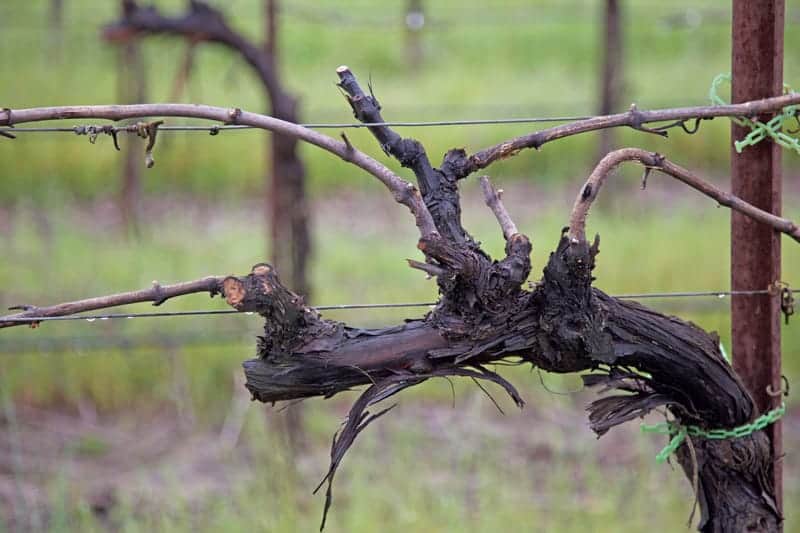 Close up Old Vine at Rodney Strong