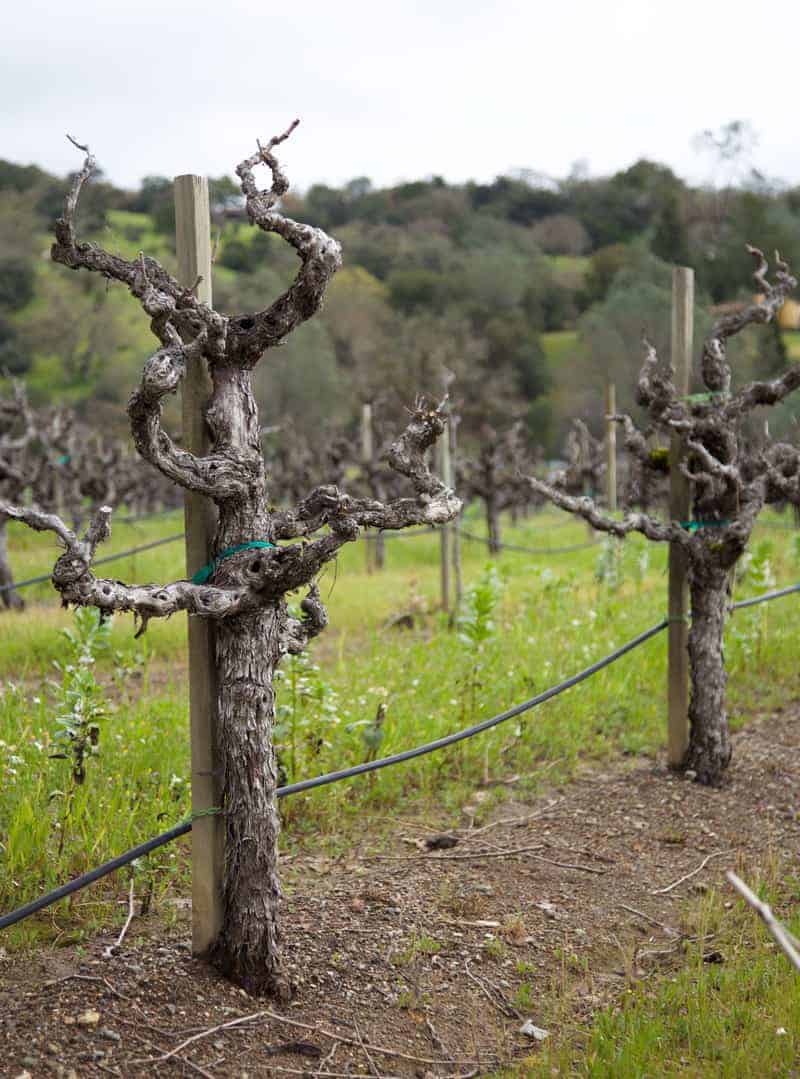 Old Vine Zinfandel Vines