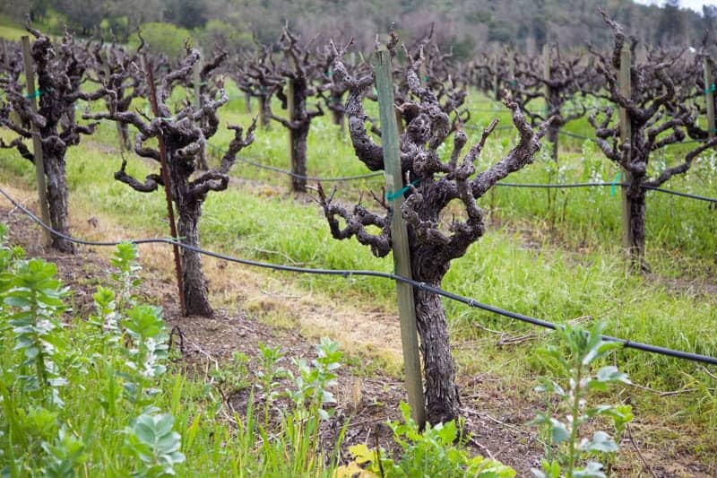 Old Vine Zinfandel Vineyard at Rodney Strong