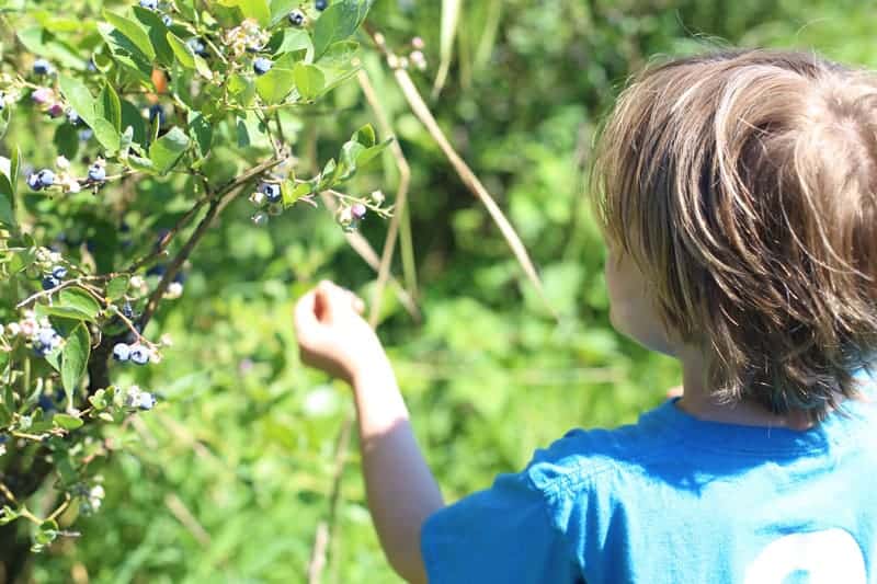 Blueberry Picking in Oregon at Bella Organic Farm