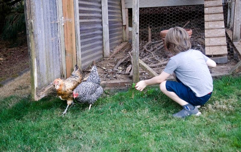 The Chickens