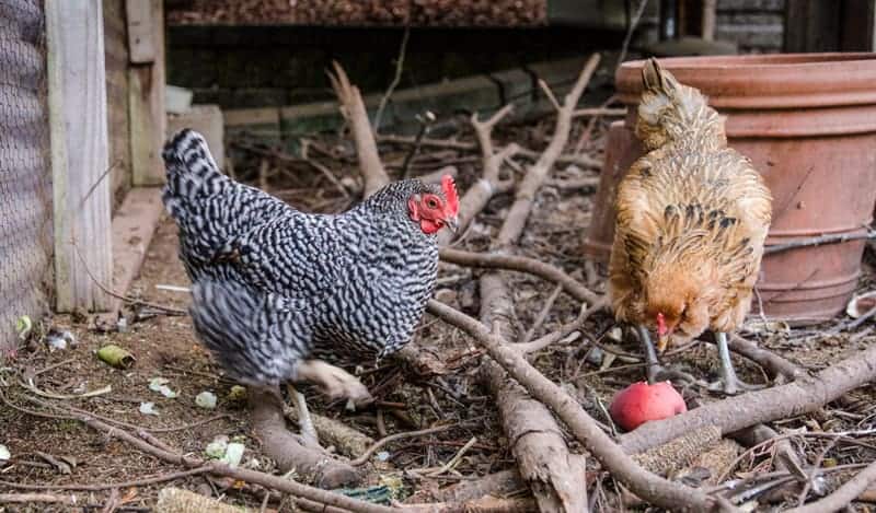 The Chickens