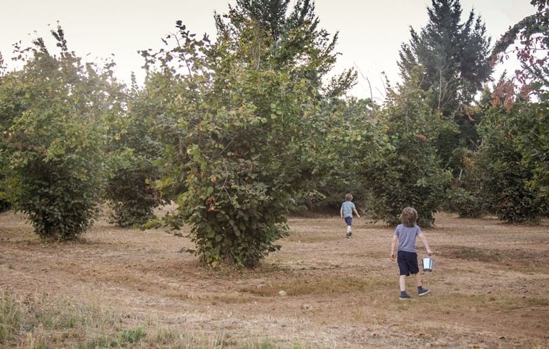 Walking in a Hazelnut Orchard