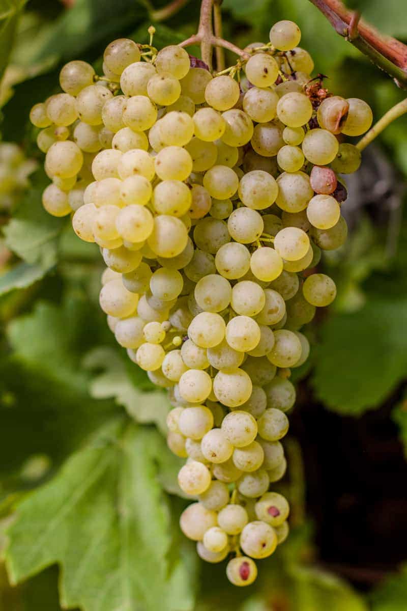 A bunch of Glera grapes, used in the production of Prosecco
