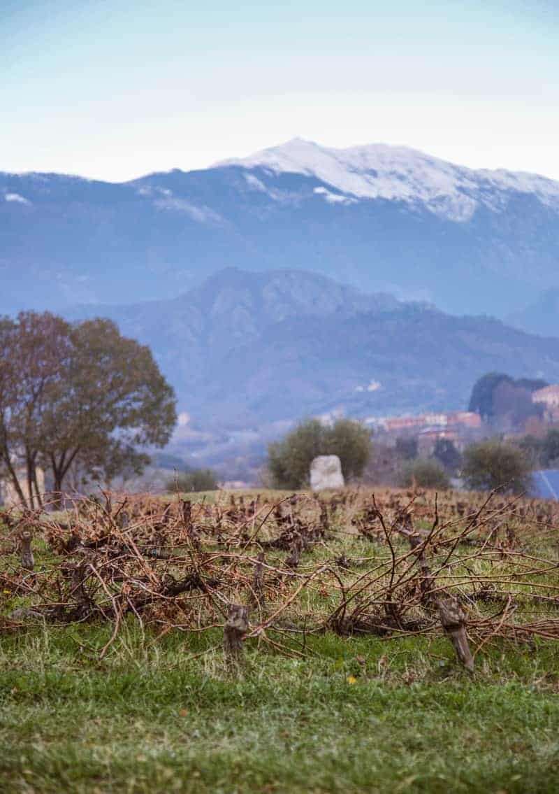 Vineyards in Conegliano Valdobbiadene, in the Veneto wine region of Italy