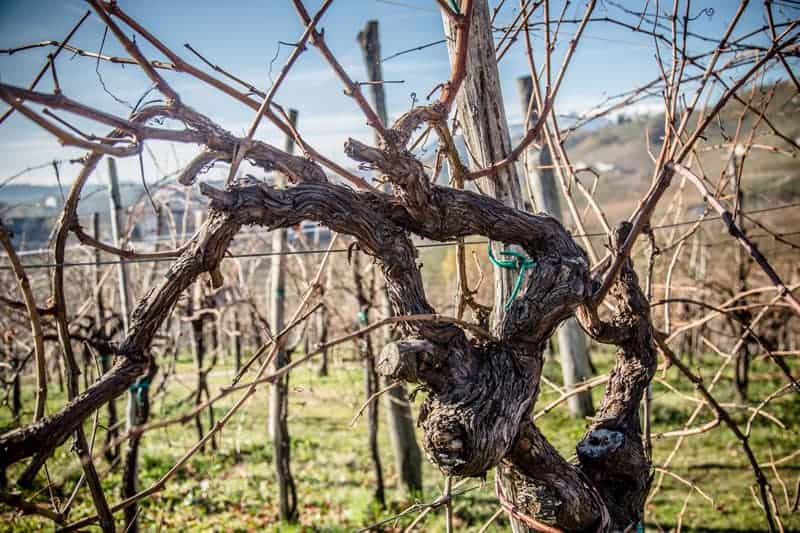 Vineyards in Conegliano Valdobbiadene in the Veneto wine region of Italy