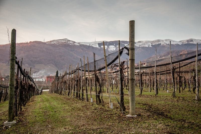 Vineyards in Conegliano Valdobbiadene in the Veneto wine region of Italy