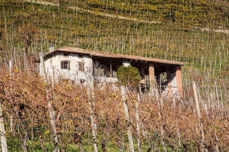 Vineyards in Conegliano Valdobbiadene in the Veneto wine region of Italy