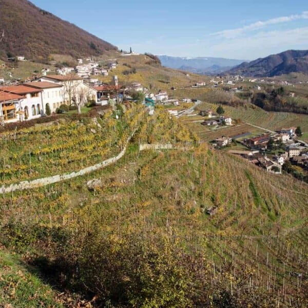 Vineyards in Conegliano Valdobbiadene in the Veneto wine region of Italy