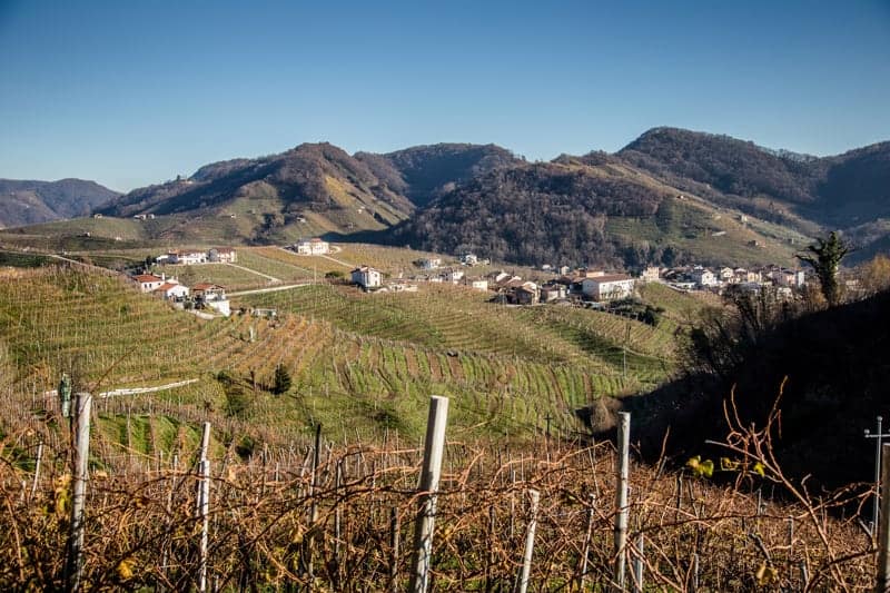 Vineyard in Italy with Barbera vines
