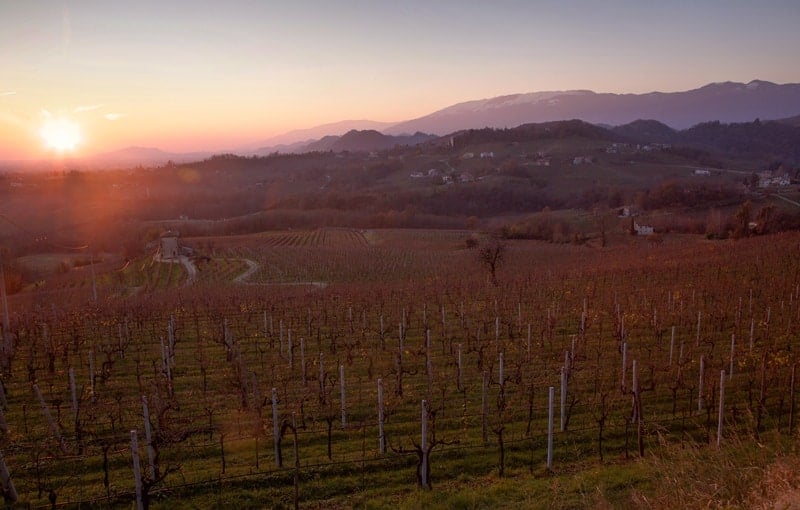 Sunset on a vineyard in the Conegliano Valdobbiadene Prosecco DOCG region. 