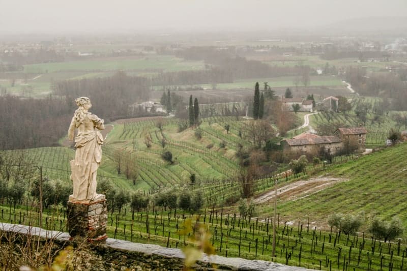 vineyard in Italy 