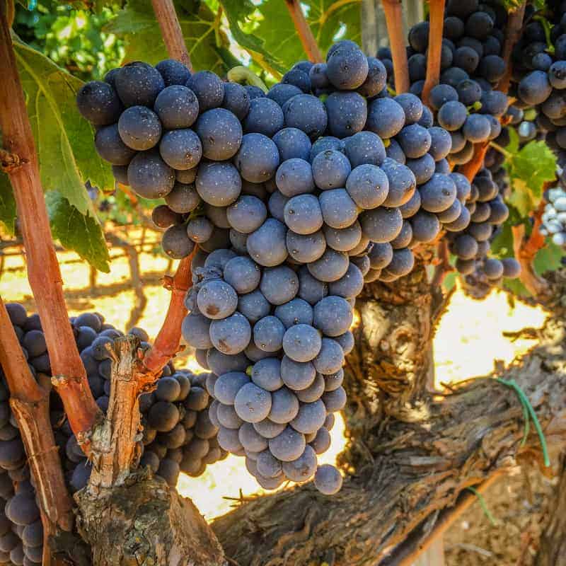 Red wine Grapes 