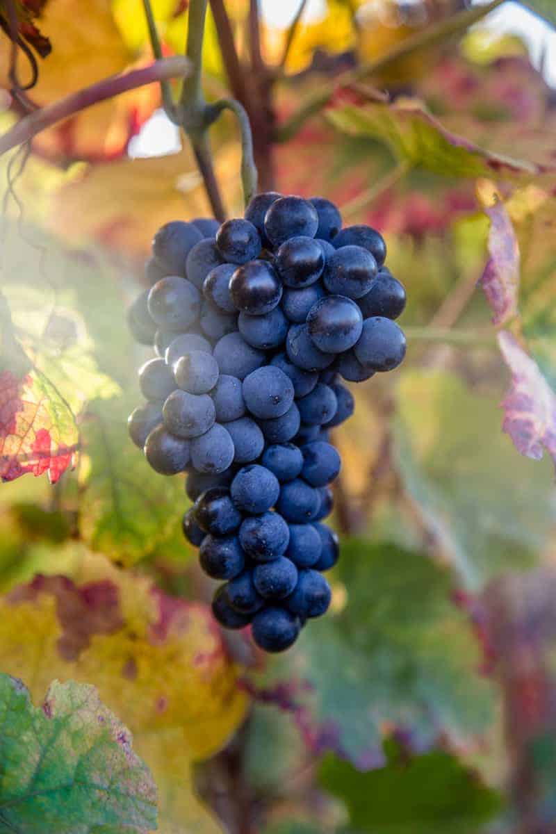 Pinot Noir grapes in Bourgogne France