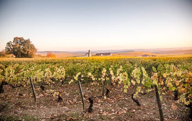 Vineyards in Bourgogne