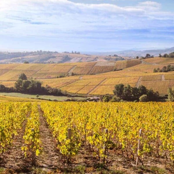 Vineyard in Bourgogne (Burgundy) France