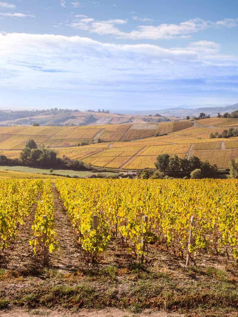 Vineyard in Bourgogne (Burgundy) France